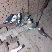 کبوتر کفتر|پرنده|قم, باغ شریفی|دیوار