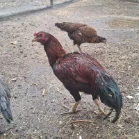 فروش مرغ و خروس لاری|حیوانات مزرعه|سراب, |دیوار