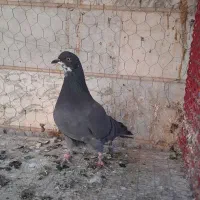 یه جفت تهرانی|پرنده|ابهر, |دیوار