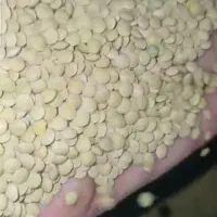 عدس ریز تازه  روسی