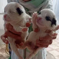 طوله سگ