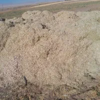 کاه لوبیا چیتی|عمده‌فروشی|زنجان, |دیوار