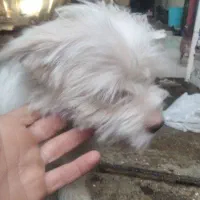 پاکوتاه|سگ|قائم‌شهر, |دیوار