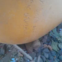 کپسول بزرگ وانت|قطعات یدکی و لوازم جانبی|سنندج, |دیوار