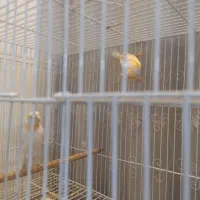 قناری موزائیکی و ردفاکتور