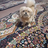 سگ خارجی پا کوتاه