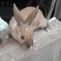 خرگوش بالغ