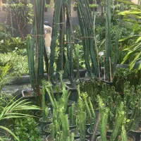 حراج گل گیاه به مدت محدود|گل و گیاه طبیعی|مشهد, هفت تیر (حافظ)|دیوار