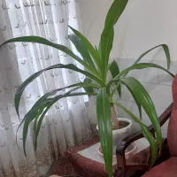 گل ذرتی بزرگ و زیبا|گل و گیاه طبیعی|اقلید, |دیوار