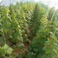 فروش بذر خیار