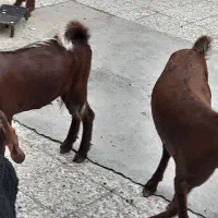 بز ماه با نر