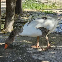 تعداد ۱۵ عدد غاز خانگی درشت|حیوانات مزرعه|کازرون, |دیوار