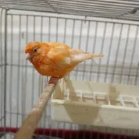 قناری قرمز مست|پرنده|تبریز, |دیوار