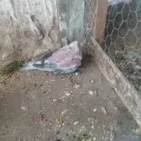 یک جفت عروس هلندی وایت