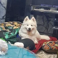 سگ سامویید گمشده