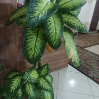 گل آپارتمانی|گل و گیاه طبیعی|قدس, شهرقدس|دیوار