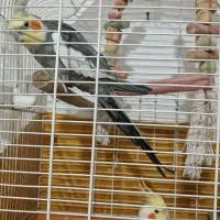 2عدد عروس هلندی نرسخنگو