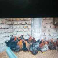 جوجه خوب پنجاه روزه عالی