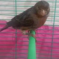 قناری نر(مست)|پرنده|شیراز, شهرک کوشکک|دیوار