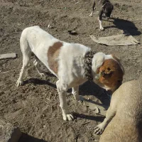 سگ نژاد افغان