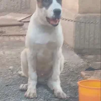 واگذاری سگ نگهبان..