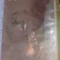 کنسرت شجریان