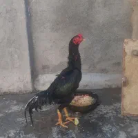 تخم مرغ لاری|حیوانات مزرعه|دهگلان, |دیوار