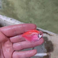 فروش کلی و جزئی ماهی زینتی|ماهی|مشهد, آزادشهر|دیوار