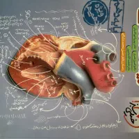 کتاب های تخصصی پایه دهم و یازدهم  (تستی+ درسنامه)|کتاب و مجله آموزشی|یاسوج, |دیوار