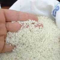 برنج طارم محلی|خوردنی و آشامیدنی|یزد, |دیوار