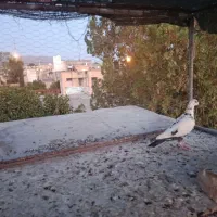 کفتر پرشی