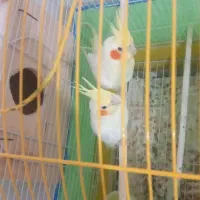 طوطی عروس|پرنده|سیاهکل, |دیوار