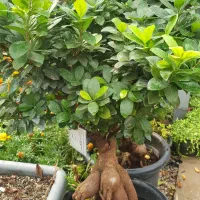 گیاه بن سای|گل و گیاه طبیعی|تهران, عباس‌آباد|دیوار