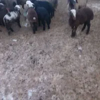 گوسفند زایده|حیوانات مزرعه|فاروج, |دیوار