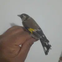 یک عددسهره ماده تمیز خوشکل داغ سر