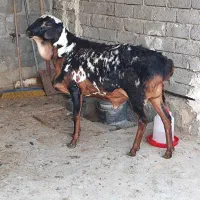فروش غوچ برشن