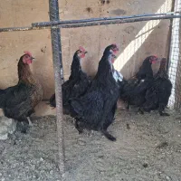 مرغ رسمی تخم کن