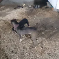 سگ سرابی و قدریجونی