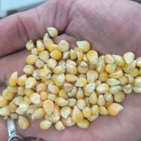 خوراک پرندگان به صورت عمده|لوازم جانبی حیوانات|اصفهان, قهجاورستان|دیوار