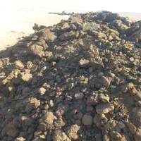 کود گوسفندی درجه یک|خدمات باغبانی و درختکاری|جرقویه, |دیوار