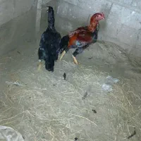 مرغ و خروس لاری|حیوانات مزرعه|رشت, توشیبا|دیوار