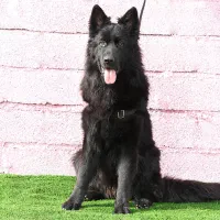 نر بلک‌ وارداتی،،مو بلند ،یالدار