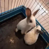 خرگوش با قفس بزرگ