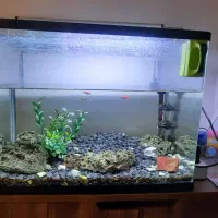 آکواریوم بهمراه کلیه لوازم و ۴ عدد ماهی زبرا فروشی