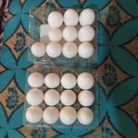 تخم کبوتر
