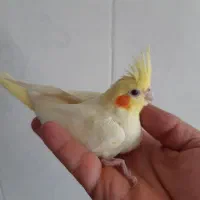 عروس هلندی سرلاکی