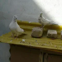 یه جفت کبوتر نروماده پرشی|پرنده|قم, امامزاده ابراهیم|دیوار