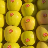 سیب کوهستانی|خوردنی و آشامیدنی|مهاباد (آذربایجان غربی), |دیوار