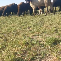 بز نر پاکستانی|حیوانات مزرعه|همدان, |دیوار