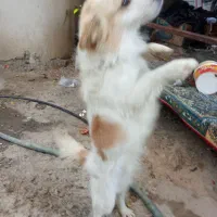 سگ باهوش و زرنگ|سگ|شیراز, بید زرد|دیوار